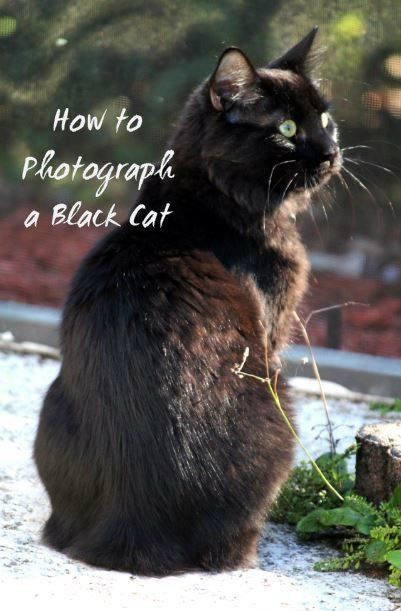 How to Photograph a Black Cat: 5 Steps (with Pictures) Diy Cat Photoshoot, Black Cat Photoshoot, Black Cat Photography, Cat Photography Ideas, Cat Photoshoot Ideas, Diy Halloween Cat, Black Cat Pictures, Cat Brain, Animal Photoshoot