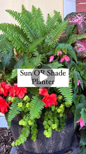 Needmore Farms | Gardening, DIY, and Recipes on Instagram: "This combination is one of our absolute favorites! 🩷 💚 

If placing in sun, do the exact plants listed below. If you are using different varieties of ferns and begonias, stick with a shadier spot 🪴 

We used a 12” planter but you can use larger if preferred. We don’t recommend anything smaller 

1 gallon size Kimberly Queen fern (they can handle full sun or full shade) 
 
3 gallons I’conia Begonia Miss Malibu (Iconia Begonias can handle full sun or full shade. They are magic) 

3 4” creeping Jenny (they can handle pretty much anything 😂) 

All plants are self cleaning and need very little (if any) fertilizer 🪴 

#garden #gardening #plants #plant #flowers #needmorefarms" Potted Porch Plants Front Doors, Front Porch Pots Ideas, Part Sun Container Plants, Kimberly Queen Fern Planter Ideas, Begonia Planter Ideas, Planters With Ferns, Thriller Filler Spiller Ideas Full Sun, Part Sun Flowers, Full Sun Planter Ideas