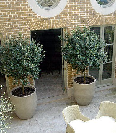 Large pot for indoor olive tree- maybe not this big! Trellis Entrance, Indoor Olive Tree, Olive Trees Garden, Large Garden Pots, Potted Olive Tree, Courtyard Landscaping, Patio Trees, Outdoor Pots, Potted Trees