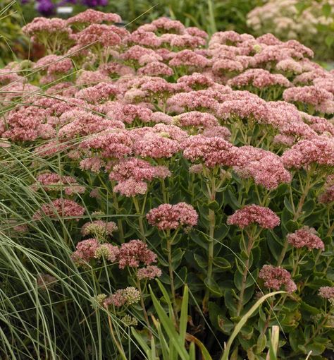 Autumn Fire, High Country Gardens, Waterwise Garden, Daucus Carota, Buy Plants, Easy Plants, Plant Combinations, Ivory Flowers, Small Space Gardening