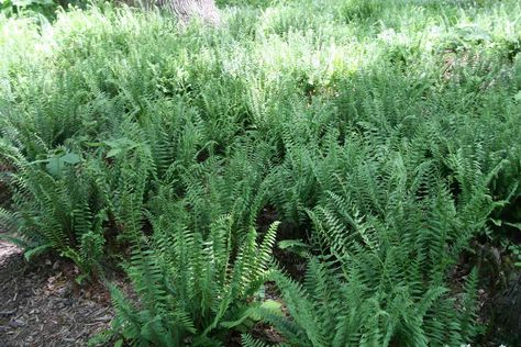 Wet Bathroom, Christmas Fern, Types Of Ferns, Leave Alone, Houseplant Care, Forest Habitat, Acid Loving Plants, Buy Plants Online, Fern Plant