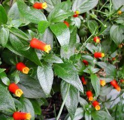 Candy Corn Plant, Candy Corn Vine, Firecracker Vine - Manettia inflata Corn Plant Care, Planting For Kids, Childrens Gardening, Hummingbird Plants, Hosta Gardens, Corn Plant, Garden Vines, Most Beautiful Flowers, Rare Flowers