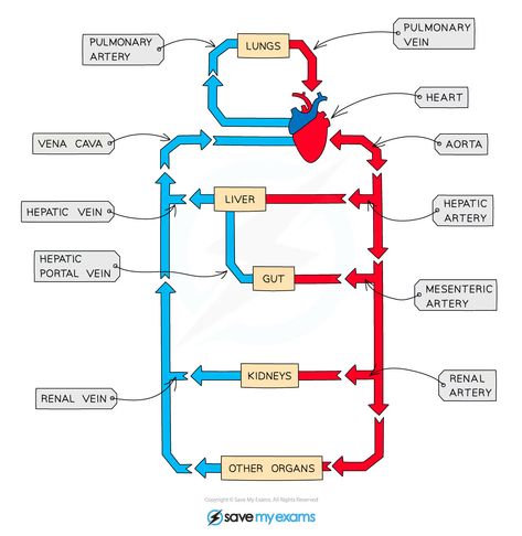 Circulatory System: General Structure (2.69) | Edexcel IGCSE Biology Revision Notes 2019 | Save My Exams Biology Revision Notes, Igcse Biology, Biology Revision, Revision Notes, Structure And Function, Circulatory System, Blood Vessels, Biology, Written By