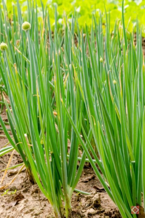 Enhance your kitchen garden with chives, a perennial herb that provides a mild onion flavor to your dishes. Ideal for US Zones 3-9, chives require moderate watering and thrive in full sun but can tolerate partial shade. They reach a mature height of 12-18 inches and bloom lovely purple flowers from spring to early summer. These flowers are also edible and make a delightful garnish. Plant chives now to enjoy their culinary and aesthetic benefits all year round! Herbs To Plant, Allium Schoenoprasum, Chives Plant, Origanum Majorana, Perennial Herbs, Edible Landscaping, Ornamental Plants, Marjoram, Kitchen Garden