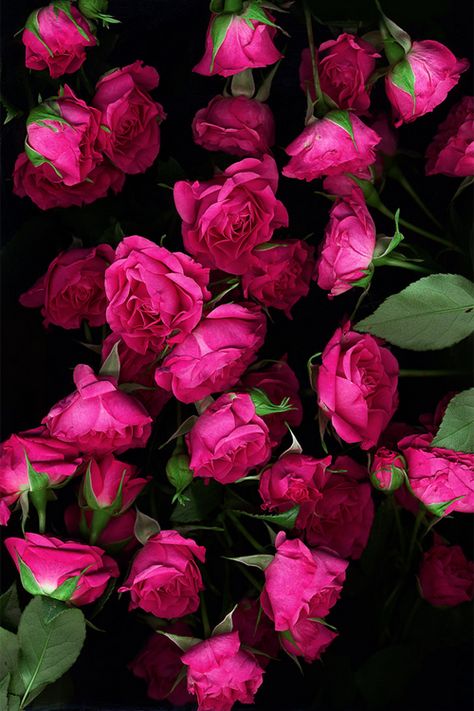 Hot Pink Roses, Love Rose, Bunch Of Flowers, Flower Beauty, Flowers Nature, Beautiful Blooms, Love Flowers, My Flower, Beautiful Roses