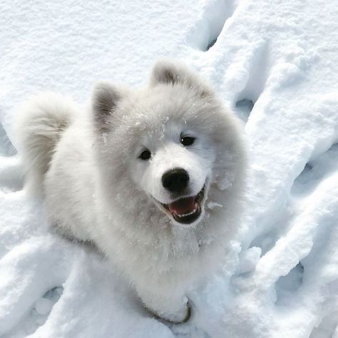 Cute Teacup Puppies, Samoyed Puppy, Very Cute Puppies, Cutest Dogs, Samoyed Dogs, Super Cute Puppies, Therapy Animals, Teacup Puppies, Fluffy Dogs