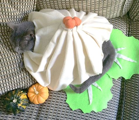 DIY Soup Dumpling Cat Costume! Dumpling Costume, Diy Cat Costume, Soup Dumpling, Cat Costume Diy, Loaves Of Bread, Bread Muffins, Cat Costume, Diy Cat, Cat Costumes