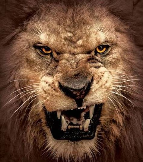 lion-snarl Lion Snarl, Lion Head Tattoos, Lion Photography, Lion And Lioness, Roaring Lion, Lion Wallpaper, Lion Images, Male Lion, Lion Pictures