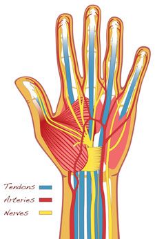 Hand Bone Anatomy, Wrist Anatomy, Hand Fracture, Muscle Diagram, Hand Anatomy, Wrist Injury, Tree Drawings Pencil, Human Body Parts, Hand Therapy