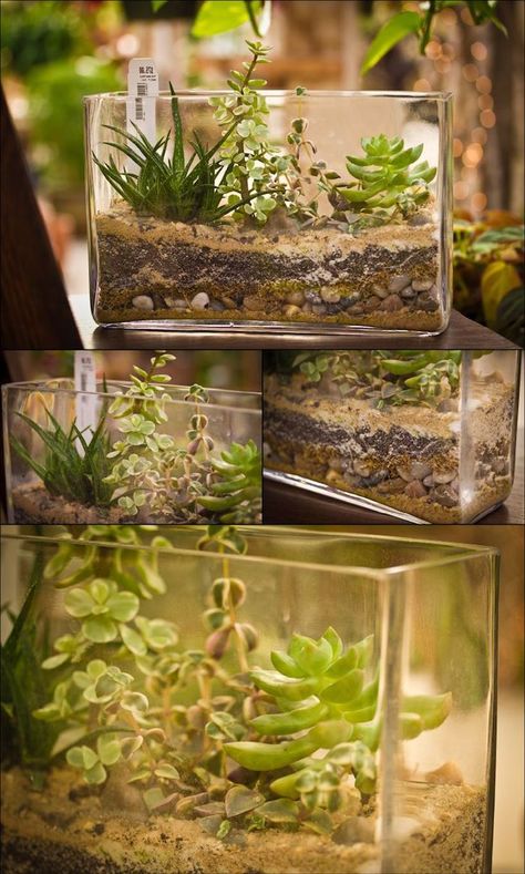 four-images-showing-glass-aquariums-filled-with-dirt-and-stones-with-planted-succulents-tillandsia-plants-and-others-air-plant-terrarium-solutions Cactus Terrarium, Mini Terrarium, Air Plant Terrarium, Terrarium Ideas, Deco Nature, Garden Terrarium, Indoor Gardens, Terrarium Plants, Succulent Terrarium