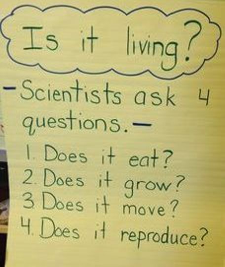 Plants Kindergarten Activities, Living Vs Non Living, Non Living Things, Plants Kindergarten, Living And Nonliving, Science Anchor Charts, 1st Grade Science, First Grade Science, Primary Science