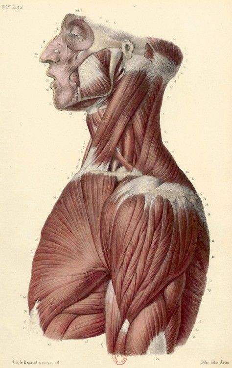 Anatomy Homework, Torso Anatomy, Character Anatomy, Human Muscle Anatomy, Human Anatomy Reference, Anatomy Images, Head Anatomy, Man Anatomy, Human Body Anatomy