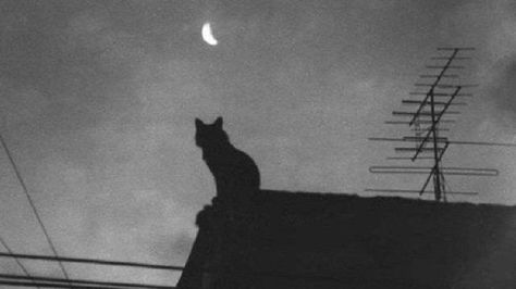 Cat Aesthetic, My Vibe, Dive In, On Tumblr, The Good, Ios, Tumblr, Halloween