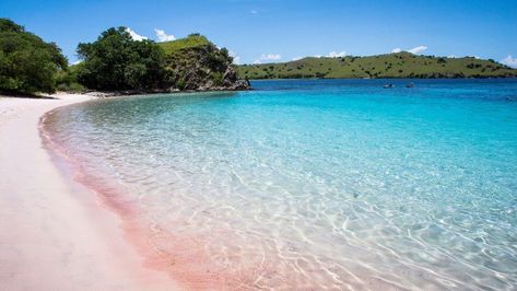 pink Pink Beaches, Santa Cruz Island, Komodo National Park, Enchanted Island, Pink Sand Beach, Pink Beach, Beaches In The World, Komodo, Pink Sand