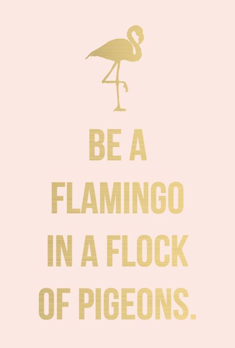 What's wrong with pigeons? They are bold, resourceful, varied, adaptable and sociable? They are useful, they can carry messages, they can take part in races and you can eat them. Flamingoes are pink and  sort of pretty. Meh. I'll stick with the pigeons. Flock Of Pigeons, Be A Flamingo, E Card, Quotable Quotes, True Words, The Words, Great Quotes, Mantra, Inspirational Words