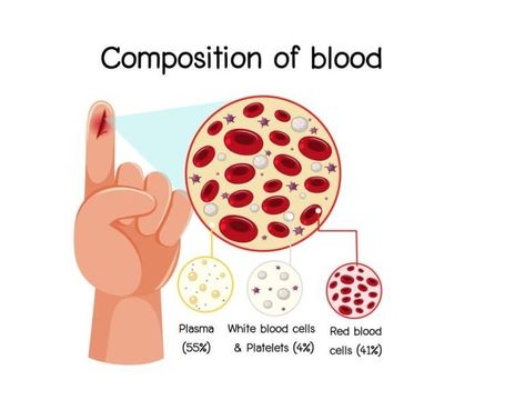 Structure and function of blood in the circulatory system | Science online Function Of Blood, Human Circulatory System, Blood Components, The Circulatory System, Red Liquid, Blood Plasma, White Blood, Body Cells, Structure And Function