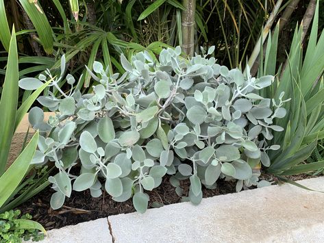 Kalanchoe bracteata Kalanchoe Plant, Kalanchoe Plant Types, Kalanchoe Uniflora, Kalanchoe Panamensis, Kalanchoe Beharensis, Waterwise Garden, Indoor Gardens, Blue Leaves, Succulent Arrangements