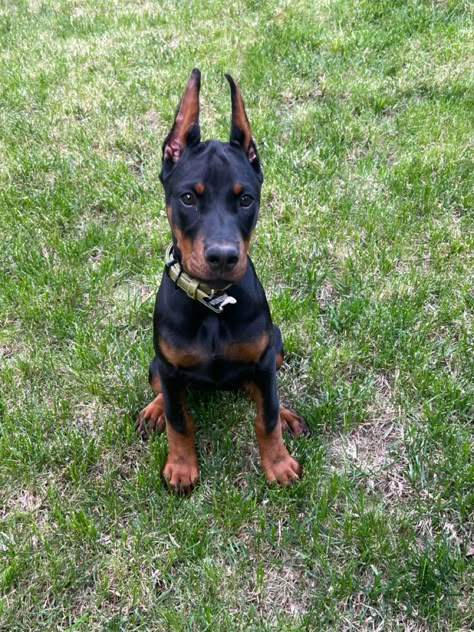 Doberman Baby Doberman, Funny Doge, Mini Doberman, Funny Doberman, Doberman Puppies, Most Beautiful Dogs, Doberman Puppy, Doberman Dogs, Dream Dog