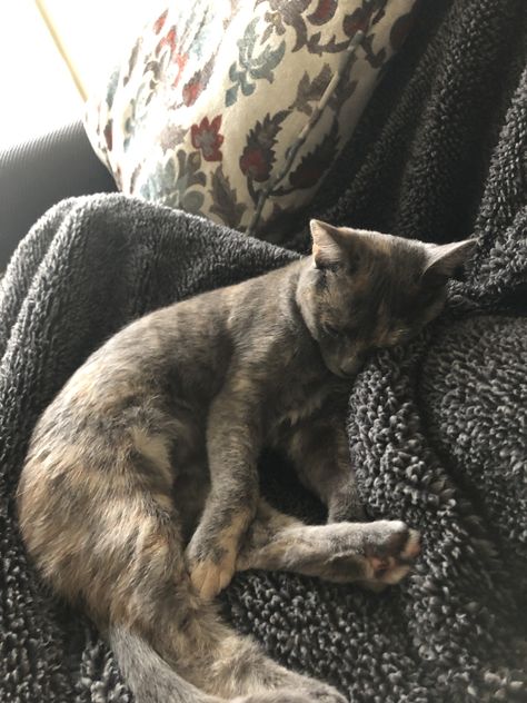 Dilute Tortie Kitten, Dilute Tortie Cat, Torti Cat, Scott Malkinson, Dilute Tortie, Tortie Kitten, Tortie Cats, Tortie Cat, Cat Cuddle