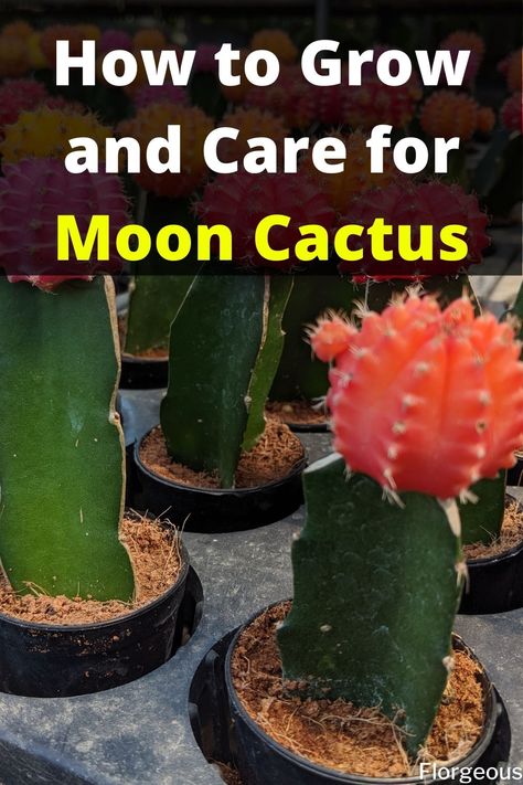 Moon Cactus Moon Cactus Propagation, Moon Cactus Care, Cactus Care Indoor, Cactus Garden Indoor, How To Plant Cactus, Planting Cactus, Cactus Planting, Indoor Cactus Garden, Cactus Garden Design