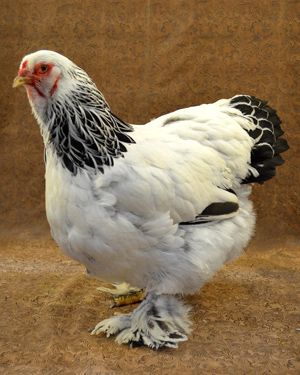 7 Chicken Breeds with Feathered Feet Light Brahma Chicken, Light Brahma, Brahma Chicken, Chickens And Ducks, Beautiful Chickens, Hen Chicken, Chickens And Roosters, Chicken Runs, Chicken Breeds