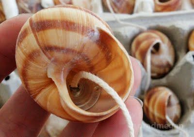 Apple Snail Shell Crafts, Snail Shell Crafts, Apple Snail, Snail Craft, Diy Apple, The English Patient, Shell Ideas, Seashell Candles, Good Movie