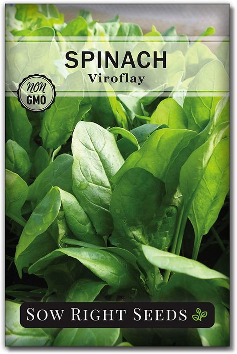 Amazon.com : Sow Right Seeds - Viroflay Spinach Seed for Planting - Non-GMO Heirloom Packet with Instructions to Plant a Home Vegetable Garden, Great Gardening Gift (1) : Garden & Outdoor How To Harvest Spinach, Spinach Growing, Planting Spinach, Buttercrunch Lettuce, Growing Spinach, Spinach Seeds, Easy Vegetables To Grow, Hydroponic Growing, Seed Packaging