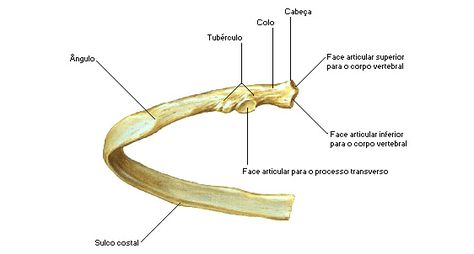 Costela - Vista Posterior Radiology Student, Block Quotes, One Line Quotes, Longing Quotes, Lines Quotes, Human Anatomy And Physiology, Biology Notes, Skeletal Muscle, Anatomy And Physiology