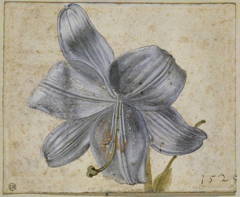 Albrecht Dürer 'Study of Lilies' 1526 watercolor | Albrecht … | Flickr Albrecht Dürer, Principles Of Art, Albrecht Durer, Botanical Art Prints, Italian Artist, Chiaroscuro, Botanical Illustration, Botanical Art, Belle Photo