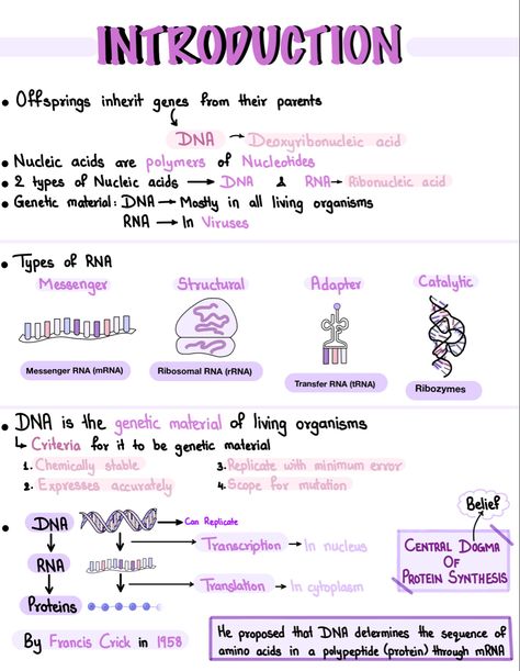 Nucleic Acid Notes, Biology Notes Ipad, Protein Synthesis Notes, Cute Ipad Notes, Notes On Goodnotes, Dna Notes, Genetics Notes, Goodnotes Inspiration, Alevel Biology