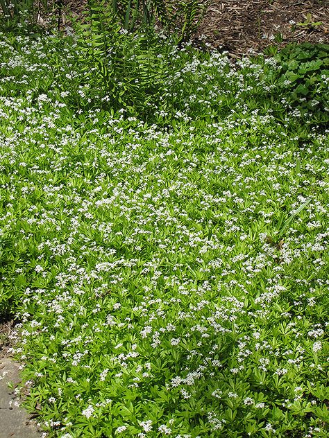 Sweet Woodruff (Galium odoratum) at Westwood Gardens Pine Garden, Sweet Woodruff, Mountain Nursery, Green Bay Wisconsin, Gardening Zones, Tiny White Flowers, Farm Nursery, Types Of Soil, Close Image