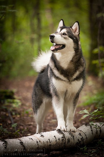 Husky Caine Husky, Husky Puppies, Cute Husky, Siberian Husky Dog, A Husky, Alaskan Malamute, Husky Puppy, Blue Heeler, Husky Dogs