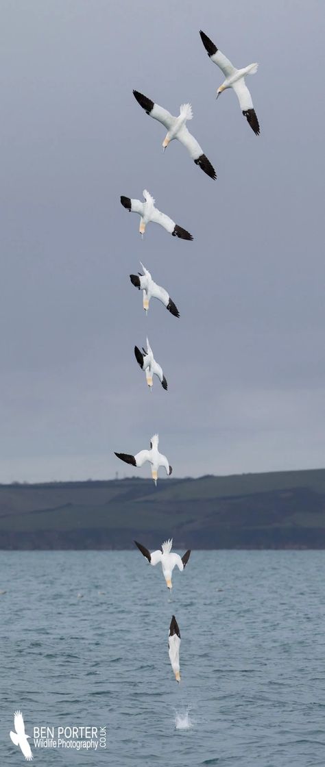 Diving Gannet Sequence – The Island Naturalist Albatross Flying, Seagull Drawing, Gannet Bird, Northern Gannet, Common Dolphin, Dolphin Photos, Birds Photography Nature, Drawing Sticker, Photo Sequence