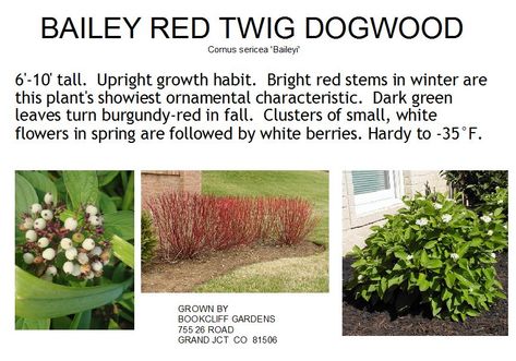 Red Twig Dogwood Landscape, Pink Garden Aesthetic, Red Twig Dogwood, Twig Dogwood, Tree Surgeons, Landscape Garden Design, Grow A Garden, Plant Catalogs, Outdoor Patio Ideas