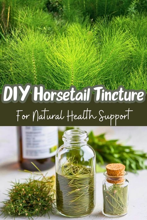 Looking for a powerful natural remedy? Horsetail tincture is rich in silica, offering multiple health benefits. Save this post to learn how to make it and enhance your wellness routine! Turkey Tail Tincture Recipe, How To Make Tinctures, Natural Tinctures, Tincture Recipes, Tinctures Recipes, Herbal Tinctures, Healthy Wealthy, Herbs For Health, Wellness Routine