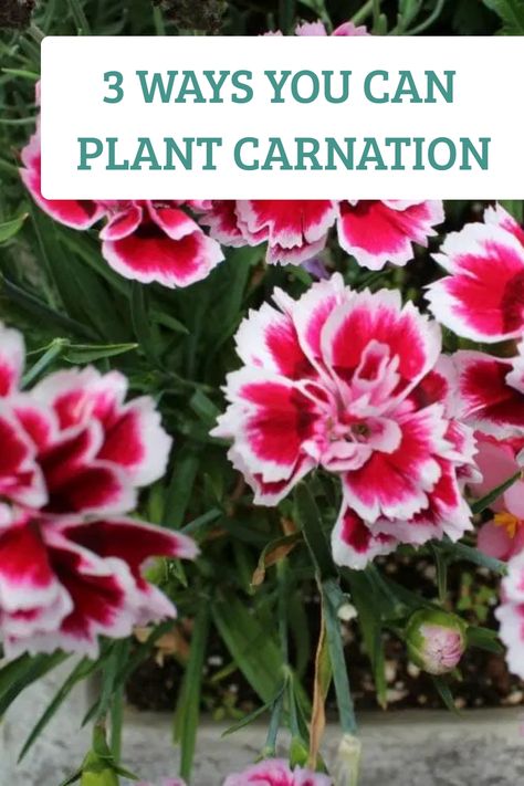 Growing Carnations, Carnation Plants, Flowers Gardening, Soil Layers, Cut Flower Garden, Carnation Flower, Clay Soil, Parts Of A Plant, Replant