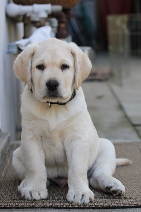 English Labrador Retriever, Ladysmith Black Mambazo, Lab Pups, Ranch Animals, Dog Bad, English Labrador, Yellow Lab Puppies, Smartest Dog Breeds, Yellow Labs