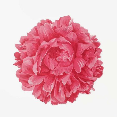 Flower Print, Floral Print, Peony Print, Flower Painting, Peony Painting, Red Flower, Pink Flower, Flower Art, Peony Art, Red Peony Pink Flower Tattoos, Painting Peony, Pink Flower Print, Dorm Design, Red Peony, Favorite Paintings, Blue Lotus Flower, Peony Art, Jesus Prints