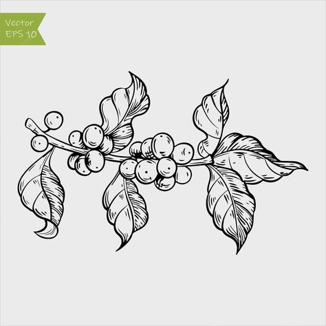 Coffee Plant Sketch, Coffee Tree Drawing, Coffee Plant Art, Coffee Plant Drawing, Coffee Plant Illustration, Coffee Reference, Coffee Draw, Coffee Line Art, Ink Line Art