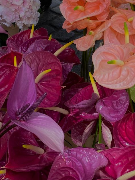 A bunch of Pink and magenta flamingo lillies also called pigtail anthurium Summer Nature Aesthetic, Flamingo Plant, Anthurium Flower, Pink Ginger, Flamingo Flower, Ginger Flower, Magenta Flowers, Pink Texture, Summer Nature