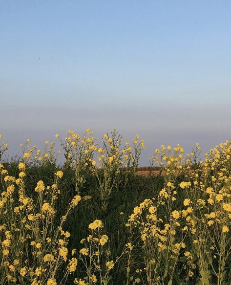 Western Wildflowers, Yellow Wildflowers Aesthetic, Western Photography, Yellow Wildflowers, Flower Texture, Wild Child, East Coast, Film Photography, Aesthetic Pictures