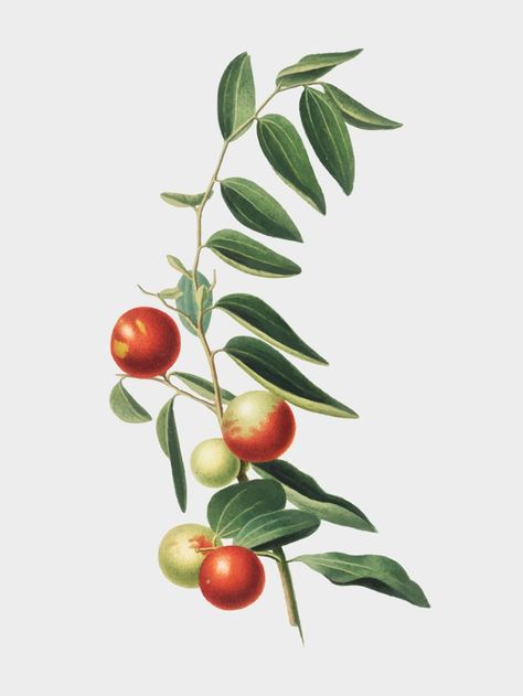 Chinese jujube from pomona italiana illu... | Free Vector #Freepik #freevector #background #vintage #tree #green Jujube Tree, Chinese Fruit, Jujube Fruit, Date Plant, Free Illustration Images, Drawing Examples, Baby Illustration, Fruit Illustration, Vintage Tree