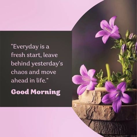 Beautiful Flower Quotes, Best Good Morning Images, Good Morning Posters, Say Good Morning, Good Morning Clips, Inspirational Good Morning Messages, Positive Morning, Navratri Wishes, Morning Msg