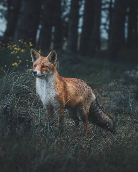 Curious forest creature 🦊 Fox In Forest, Fox Photo, Fox Photography, Fox Images, Wildlife Pictures, Foxes Photography, Wild Animals Pictures, Woodland Friends, Forest Creatures