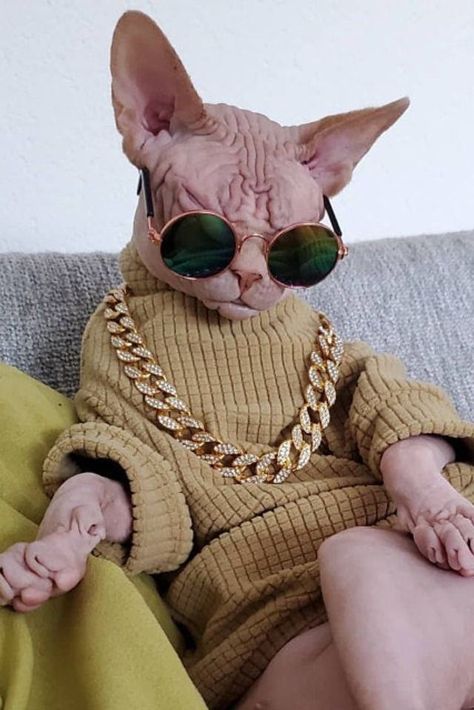 Hairless Cats In Clothes, Hairless Cat Wallpaper, Hairless Cat Outfits, Sphynx Cat With Sweater, Sphinx Cat Clothes, Hairless Cat Clothes, Sphinx Cat In Sweater, Cats In Clothes, Sphynx Cat In Sweater