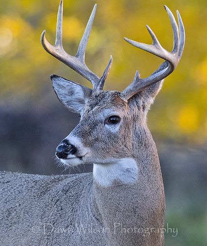 White Tail Deer Buck, Jackalope Painting, Deer Profile, White Tail Buck, Animal Knowledge, Hunting Drawings, Whitetail Deer Pictures, White Tailed Deer, Bald Eagle Art