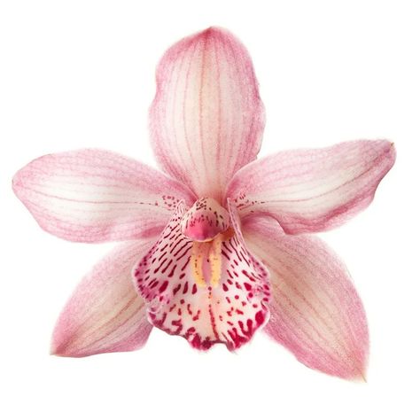 Yandex Images: search for similar images Pink Orchid Drawing, Transparent Flowers Png, Flower No Background, Flowers With White Background, Orchid Sticker, Transparent Flowers, Flower Icons, Pink Aura, Nothing But Flowers