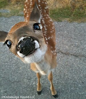 Fawn Oc, Deer Pfp, Vacation Baddie, Dear Animal, Fawn Animal, Deer Eyes, Funny Horse Pictures, Funny Deer, Deer Pictures