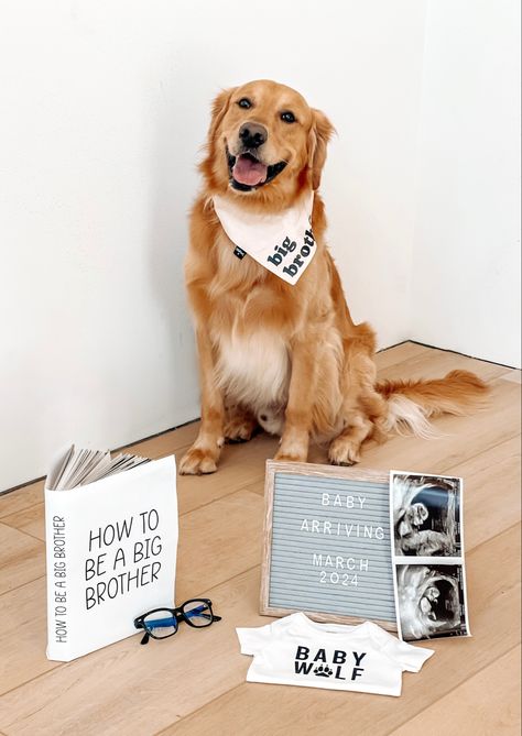 Baby Announcement with Dog / Golden Retriever Dog Big Brother Announcement, Golden Retriever Pregnancy Announcement, Baby Announcements With Dogs, Golden Retriever Baby Announcement, Baby Announcement Photoshoot With Dogs, Baby Announcing Ideas With Dog, Baby Announcement With Dog, Pregnancy Announcement With Dog, Baby Announcement Dog