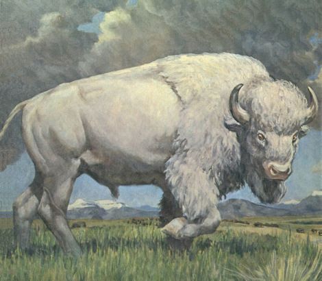 1000+ images about Sacred White Buffalo on Pinterest | Buffalo ... Buffalo Pictures, White Bison, Buffalo Painting, Buffalo Animal, Bison Art, Buffalo Art, American Buffalo, Native American Images, American Bison